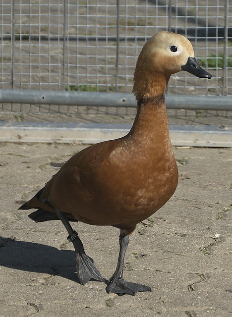 有时候