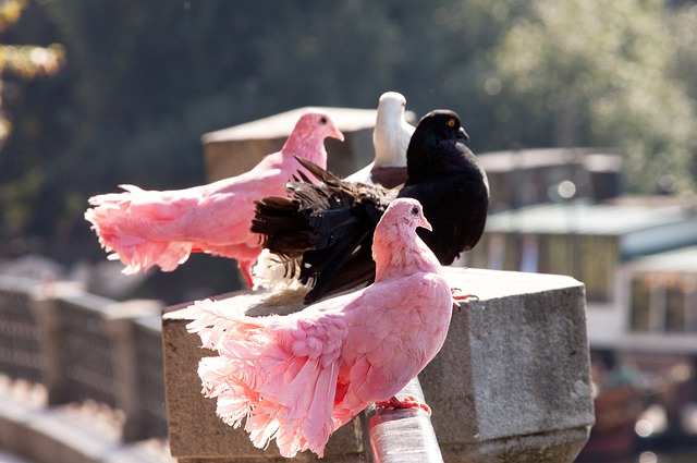 的比分不敵 的比分不敵